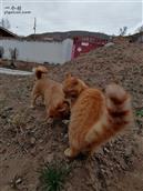 甘肃省,定西市,渭源县,峡城乡,康家村