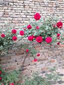 山东省,烟台市,招远市,夏甸镇,禾木程家村