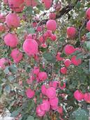 山东省,烟台市,招远市,夏甸镇,禾木程家村