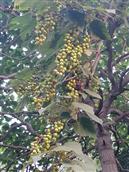 山东省,烟台市,招远市,夏甸镇,禾木程家村