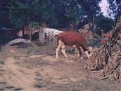 山东省,烟台市,招远市,夏甸镇,禾木程家村