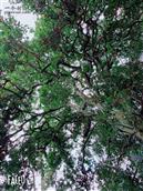 米家坪村 这是位于米家坪村的两颗金弹子古树，拍摄于2020年1月29日。这两棵古树已有大几百年的历史了，旁边还有其他几棵古树。