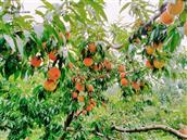 三山村 地方镇被称为🥫罐头之乡，而很多桃的发源地也来自于每一个村子，有喜欢的可以在秋收时节亲自摘取