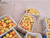 三山村 地方镇被称为🥫罐头之乡，而很多桃的发源地也来自于每一个村子，有喜欢的可以在秋收时节亲自摘取