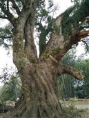 新江村 新江村蛇子朱的650多年树龄的古樟树