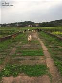 墨江村 百年石拱桥上放羊