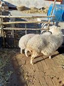 菜山沟村 农户家里饲养的羊。