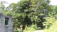 王家坡村 王家坡的一大古树