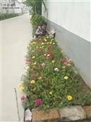 街东村 宿州市埇桥区杨庄乡街东村前关庄，自己栽的太阳花