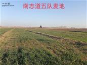 陕西省,渭南市,临渭区,官路镇,南志道村