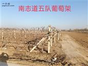 陕西省,渭南市,临渭区,官路镇,南志道村