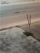 湖北省,荆州市,江陵县,滩桥镇,曹市村