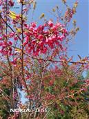 福建省,龙岩市,连城县,姑田镇,城兜村