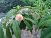 山东省,烟台市,招远市,梦芝街道,增甲沟村