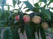 山东省,烟台市,招远市,梦芝街道,增甲沟村