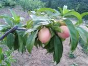 山东省,烟台市,招远市,梦芝街道,增甲沟村