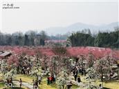 重庆市,永川区,金龙镇,燃灯村