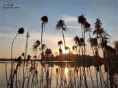 华山村 宛陵湖的夕阳。
