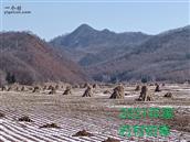 辽宁省,抚顺市,清原县,南山城镇,黑石头村