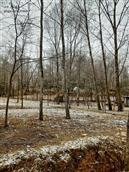 甘肃省,陇南市,成县,沙坝镇,桦树村