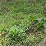 四川省,南充市,仪陇县,大寅镇,柳林村