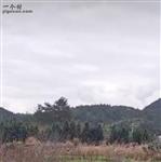 四川省,南充市,仪陇县,大寅镇,柳林村