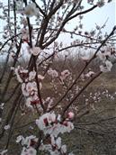 山东省,聊城市,东阿县,牛角店镇,付岸村