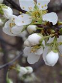 山东省,聊城市,东阿县,牛角店镇,付岸村