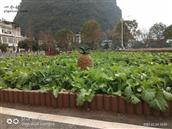 东岭社区 阳朔镇东岭社区桃竹山村乡村风貌改造以微菜园作为主题，展示了农村的特色。