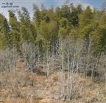 四川省,南充市,仪陇县,大寅镇,柳林村