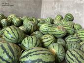 胡家窑村 农民丰收的西瓜