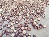 石窑坝村 特产香菇