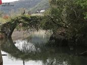 西岭村 这是明清时期的石拱桥，位于西岭镇翠峰公园与文笔塔公园之间。