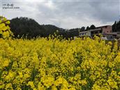 四川省,南充市,仪陇县,来仪乡,旱田村