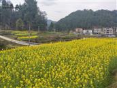 四川省,南充市,仪陇县,来仪乡,旱田村