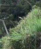 四川省,南充市,仪陇县,大寅镇,柳林村