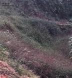 四川省,南充市,仪陇县,大寅镇,柳林村