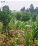 四川省,南充市,仪陇县,大寅镇,柳林村