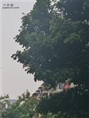 四川省,南充市,仪陇县,大寅镇,柳林村