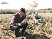 山东省,烟台市,招远市,夏甸镇,东宅科村