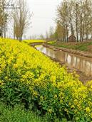 吕寨村 家乡的小河清澈油菜花儿芳香。