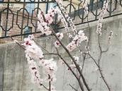 白寺村 春暖花开，欢迎到俺白寺来观光旅游。