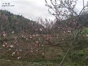 湖南省,郴州市,桂阳县,四里镇,芙塘村