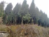 湖南省,郴州市,桂阳县,四里镇,芙塘村