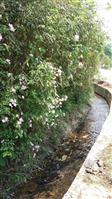 段尾村 清澈的小溪，美丽的山花