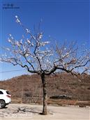 东中疃村 村中路边一颗杏树