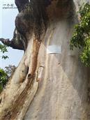 吴家村 吴家古香樟树，树龄600年，县级二级名木挂牌保护