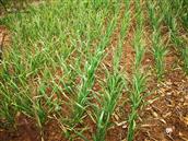 河南省,驻马店市,泌阳县,官庄镇,麻庄村