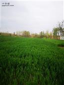 河南省,驻马店市,泌阳县,官庄镇,麻庄村