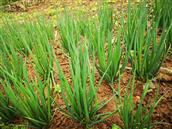 河南省,驻马店市,泌阳县,官庄镇,麻庄村